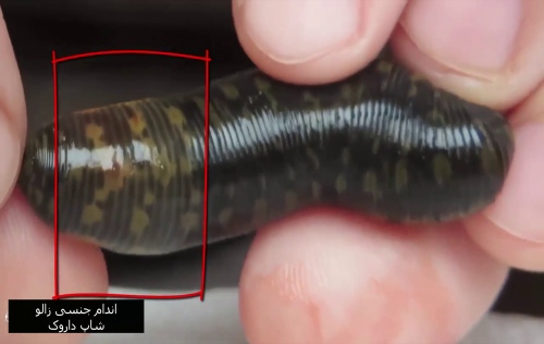 اندام جنسی زالو