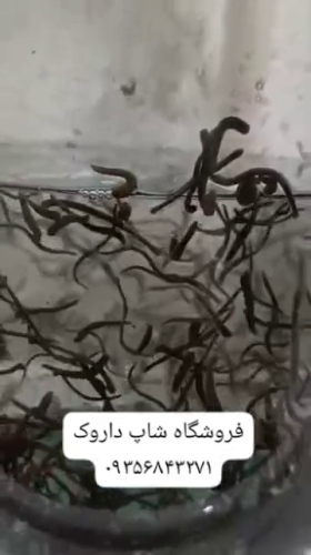 زالو لارو, آرایشی و زالوی طبی