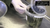 مستند پرورش زالوها Leech breeding