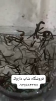 زالو لارو, آرایشی و زالوی طبی