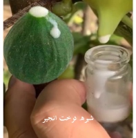 شیره درخت انجیر