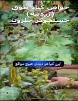 خاصیت گیاه طوق یا زردینه